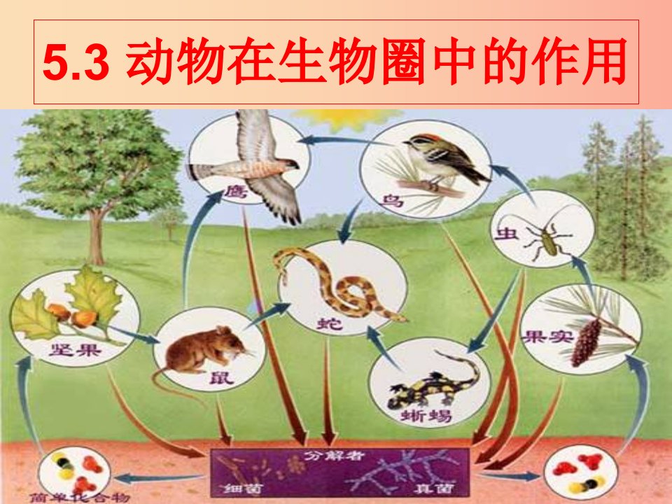 八年级生物上册