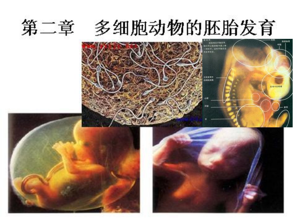 动物生物学多细胞动物的胚胎发育