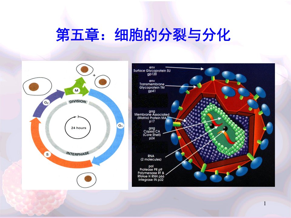 陈阅增普通生物学细胞的分裂与分化.PPT