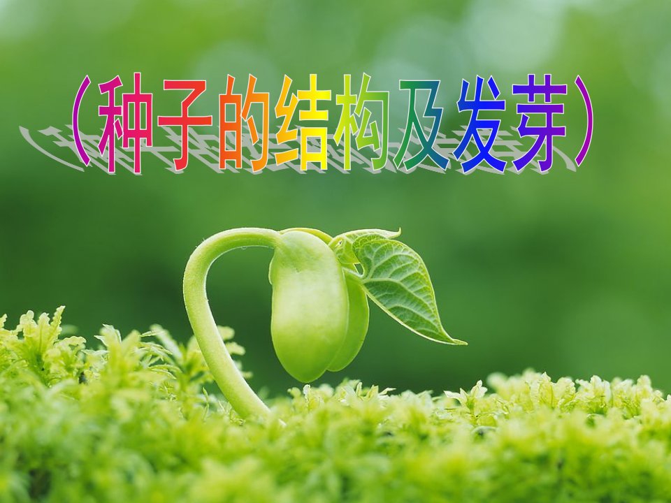 种子的结构及发芽