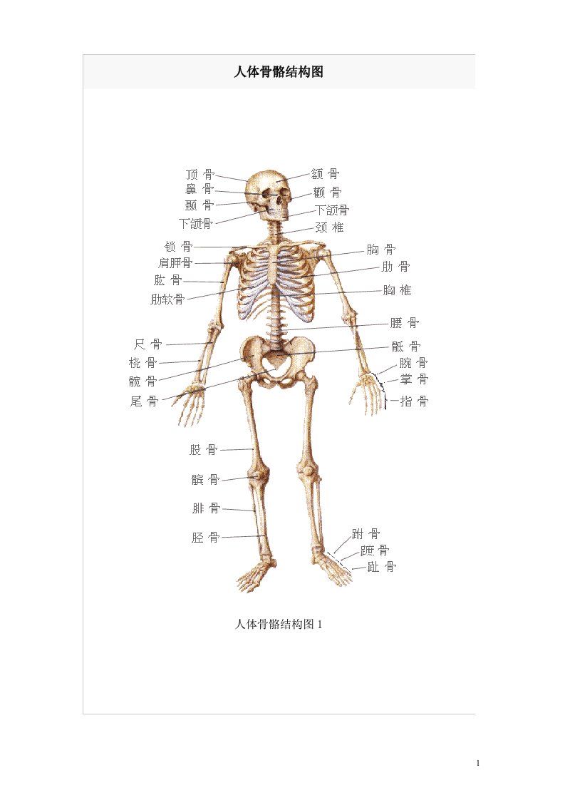 人体骨骼结构图