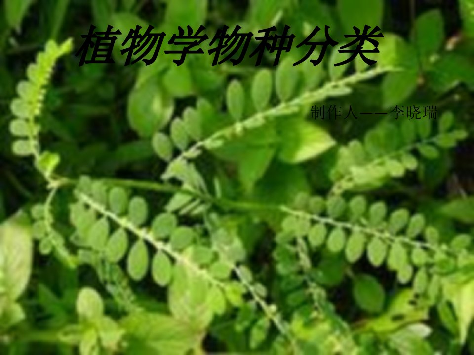 《植物学物种分类》PPT课件