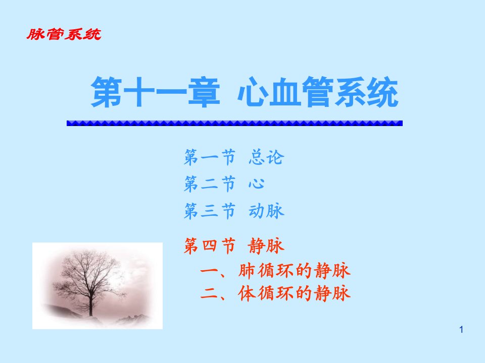 心血管系统静脉精选演示PPT