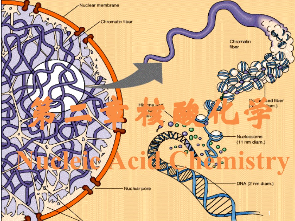 第二章核酸化学课件