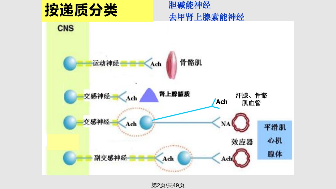 脑部疾病基础神经递质