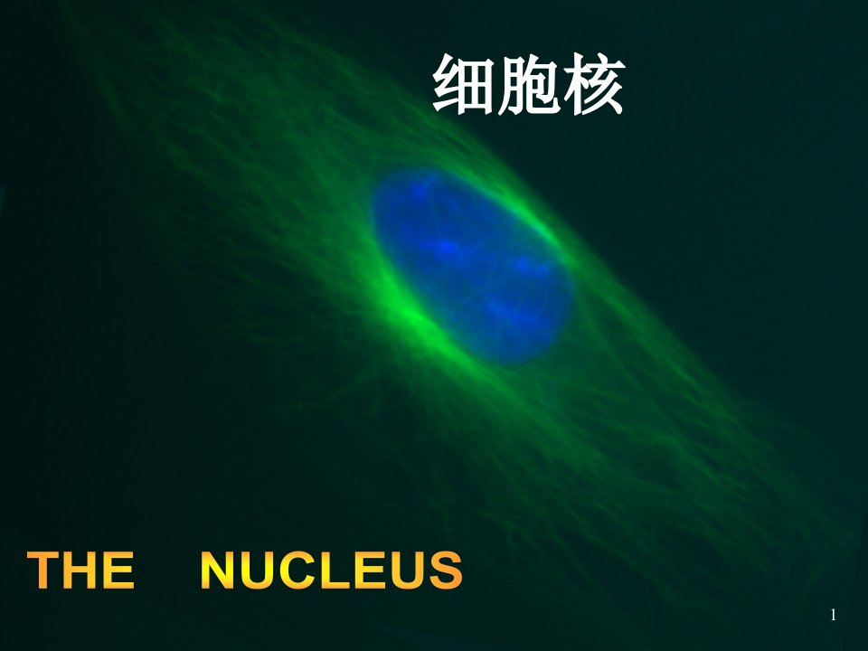 大学生物9细胞核课件