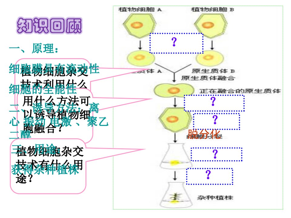 动物细胞融合与单克隆抗体的制备