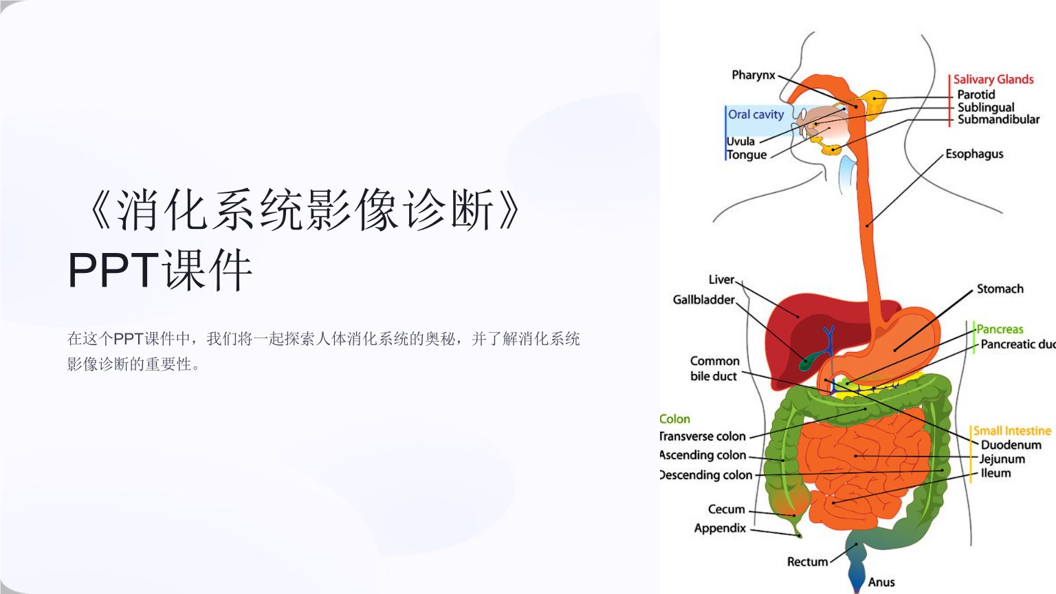 《消化系统影像诊断》课件