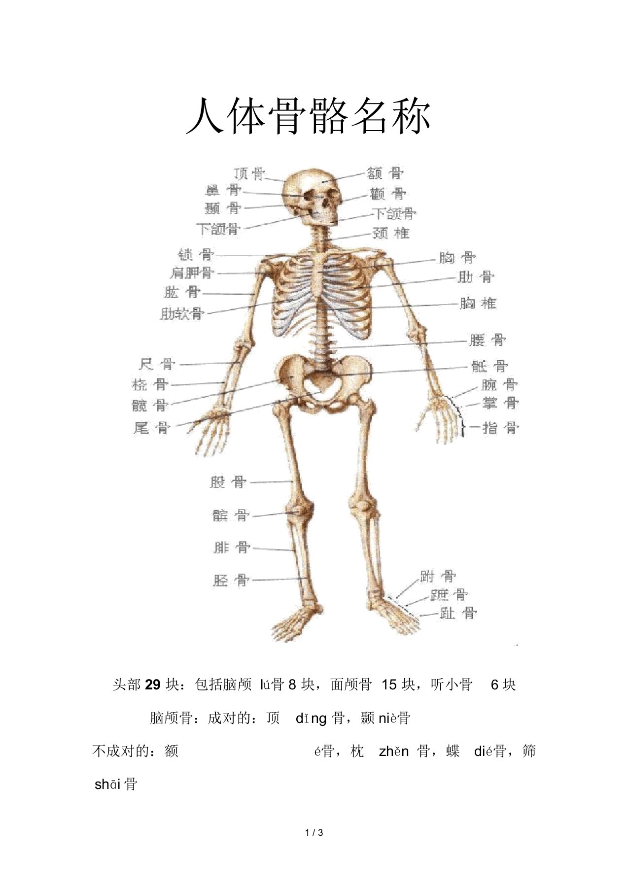 人体骨骼名称(附拼音)