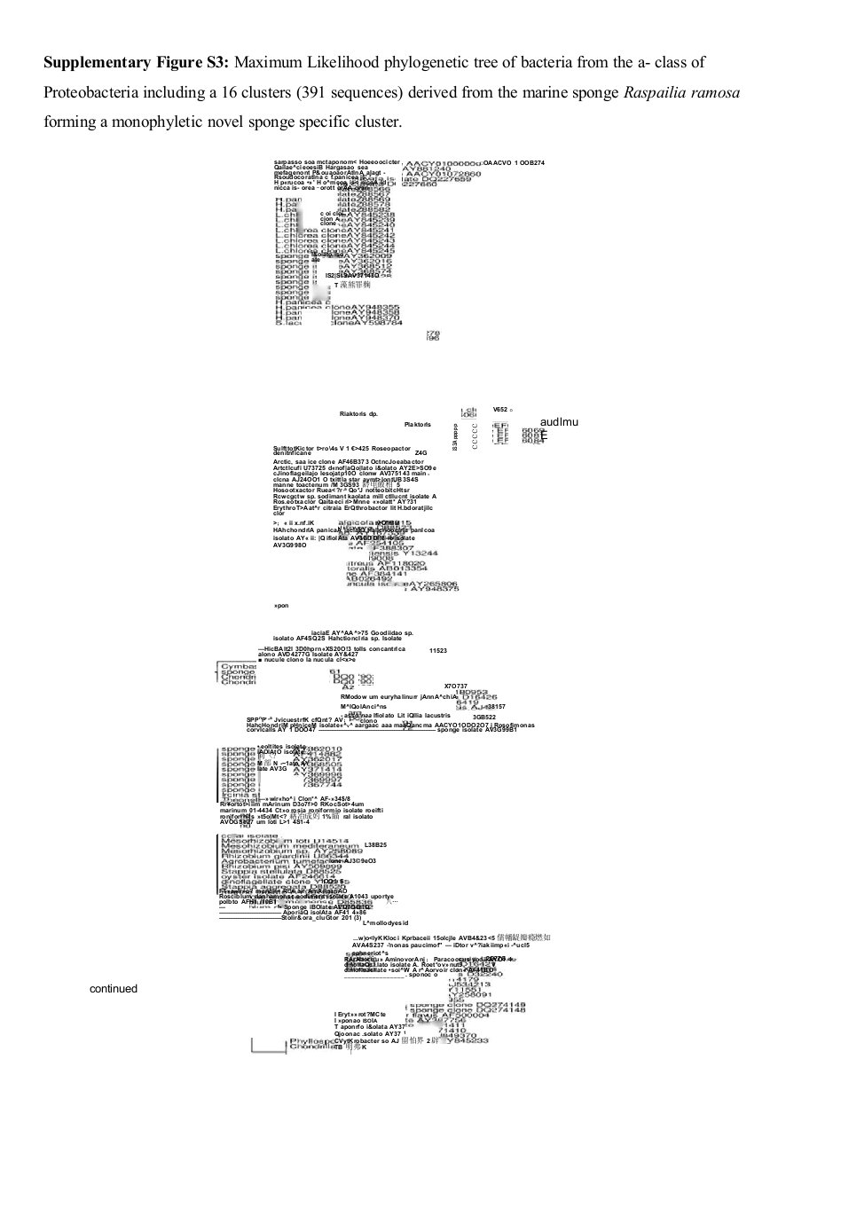 SupplementaryFigureS3MaximumLikelihoodphylogenetic