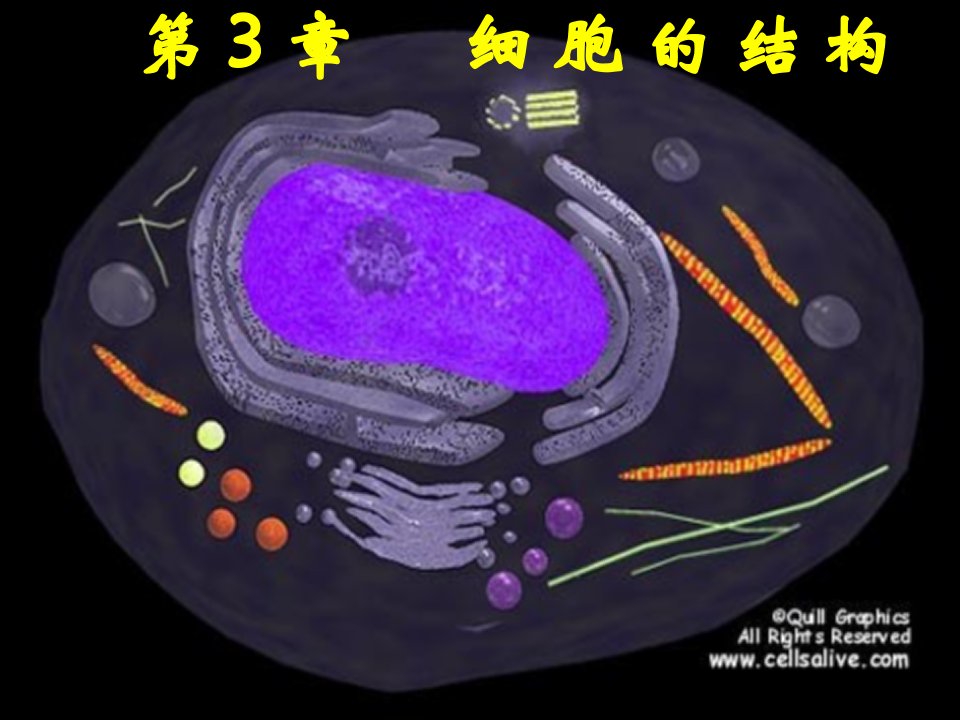 必修一31细胞膜