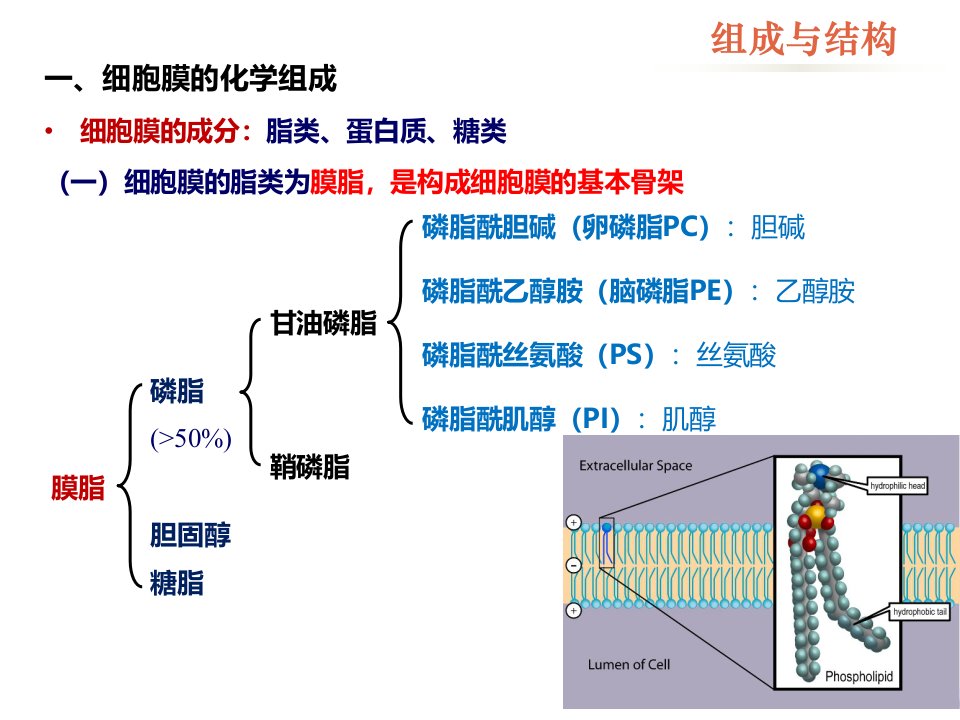 医学细胞生物学：细胞的内膜系统与囊泡转运