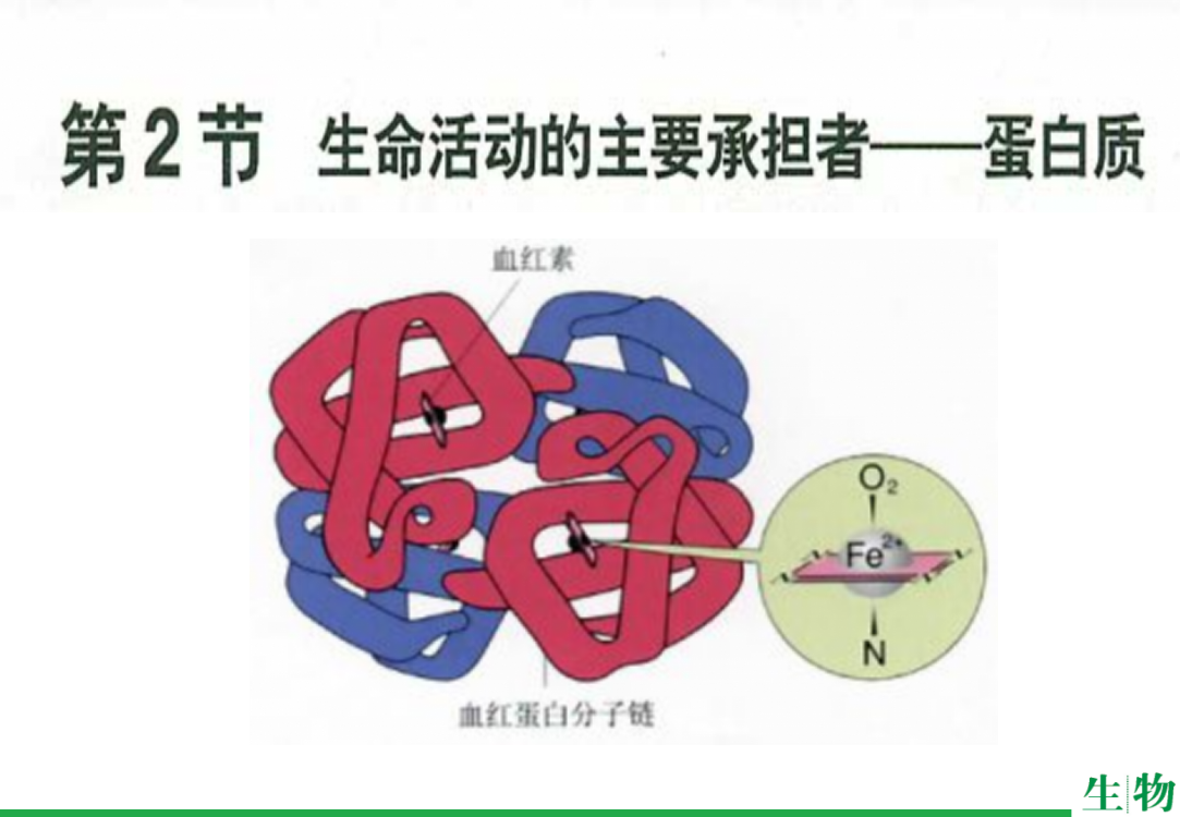 蛋白质