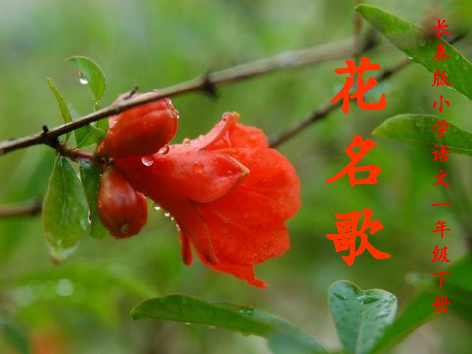 2013年语文长春版第二册《花名歌》