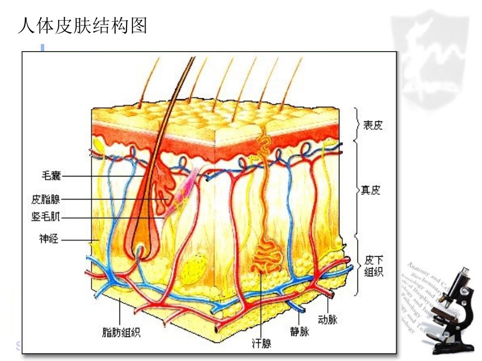 高中生物必修一第一章第二节课后题答案