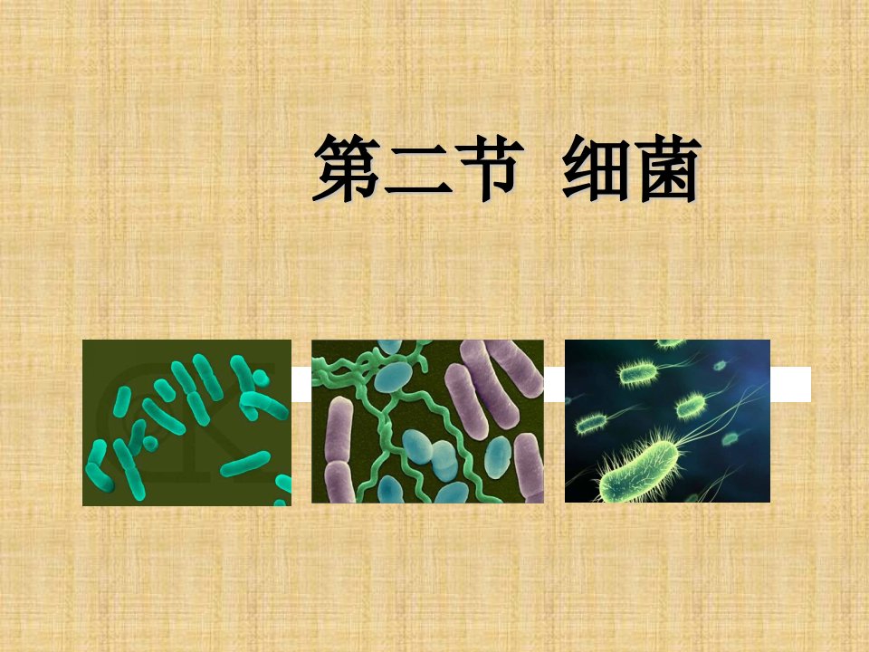 福建省福清市滨江初级中学初中八年级生物上册