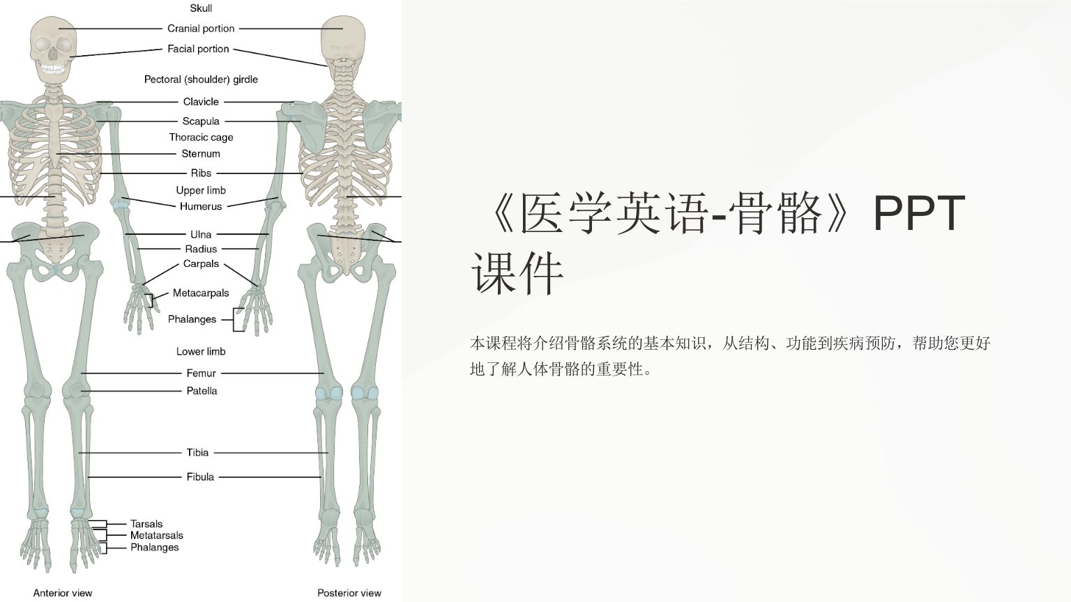 《医学英语-骨骼》课件