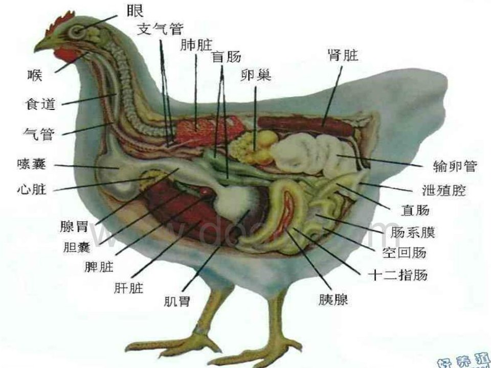 《鸡病解剖及诊断》PPT课件