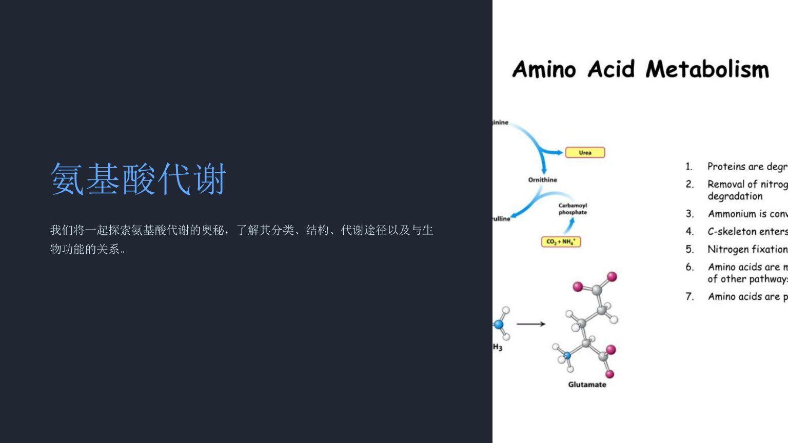 《氨基酸代谢》课件