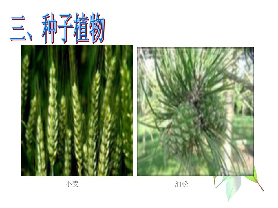 裸子植物被子植物