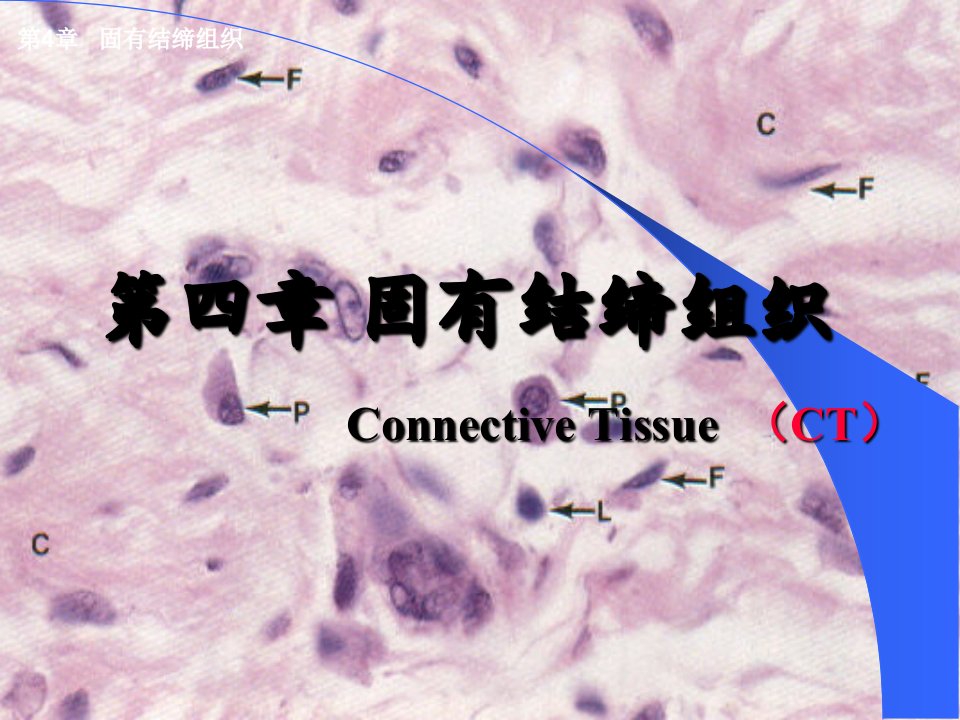 若风制作第4章结缔组织