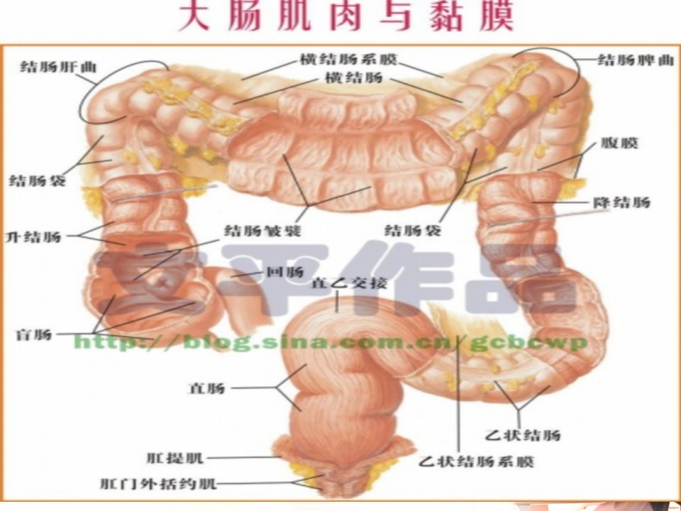 常见肛肠科疾病预防课件