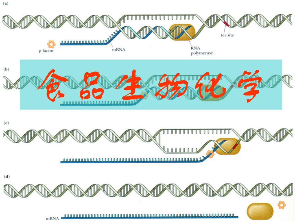 食品生物化学课件