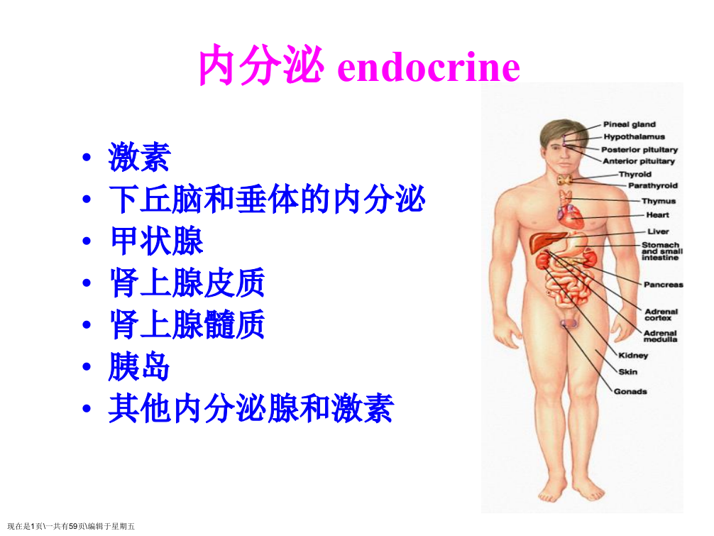 大学生理课程人体解剖内分泌系统