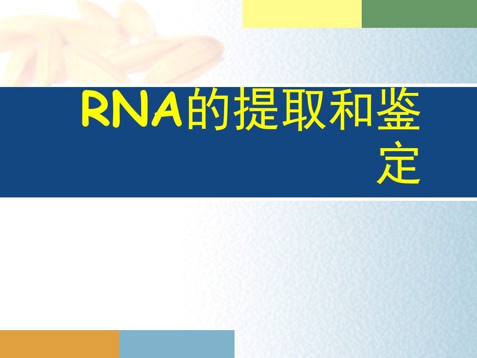 RNA的提取和鉴定