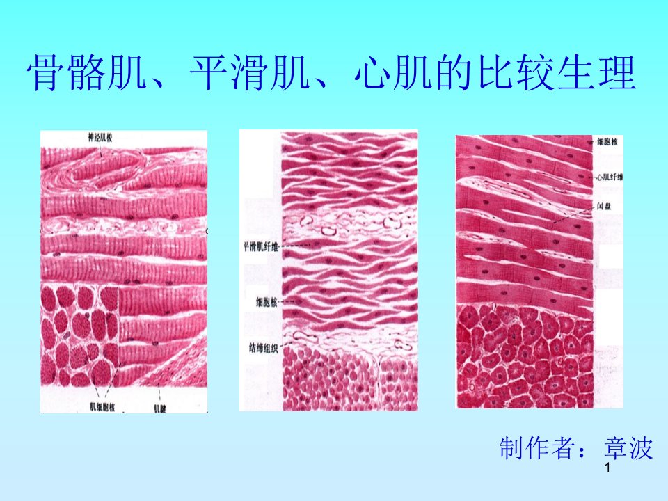 骨骼肌、心肌、平滑肌的比较-文档资料