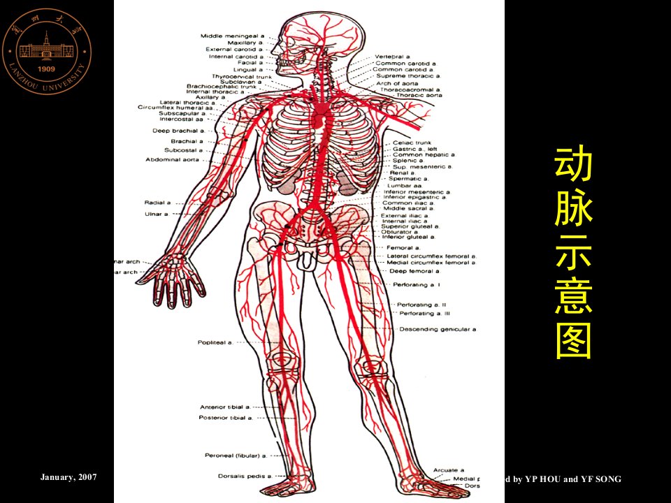 14.动脉系统