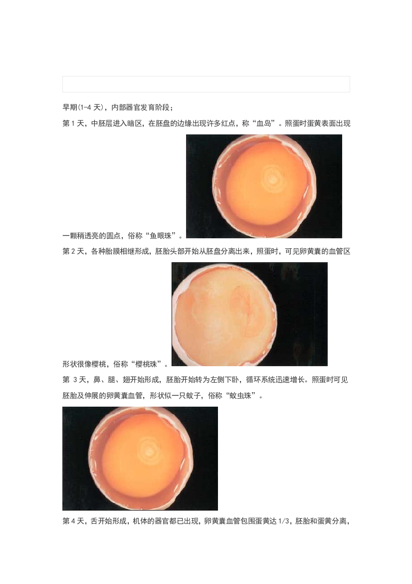 种蛋孵化21天胚胎发育过程描述及每日胚胎变化图