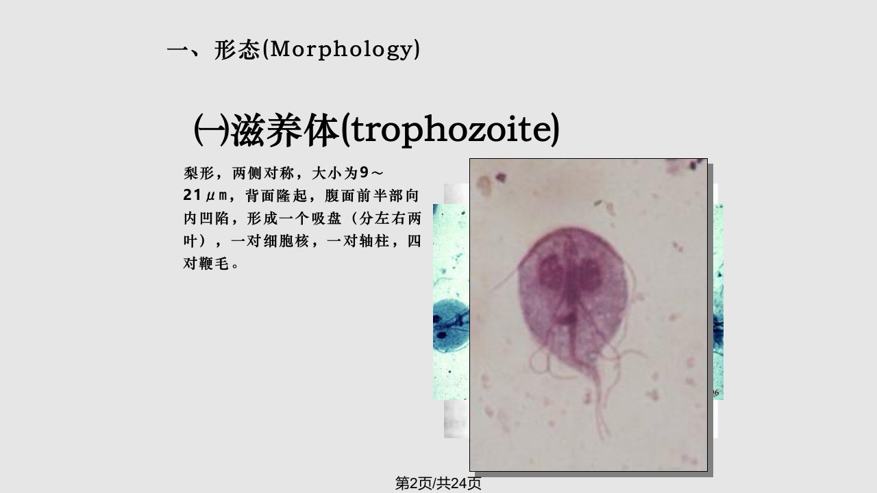 蓝氏贾第鞭毛虫