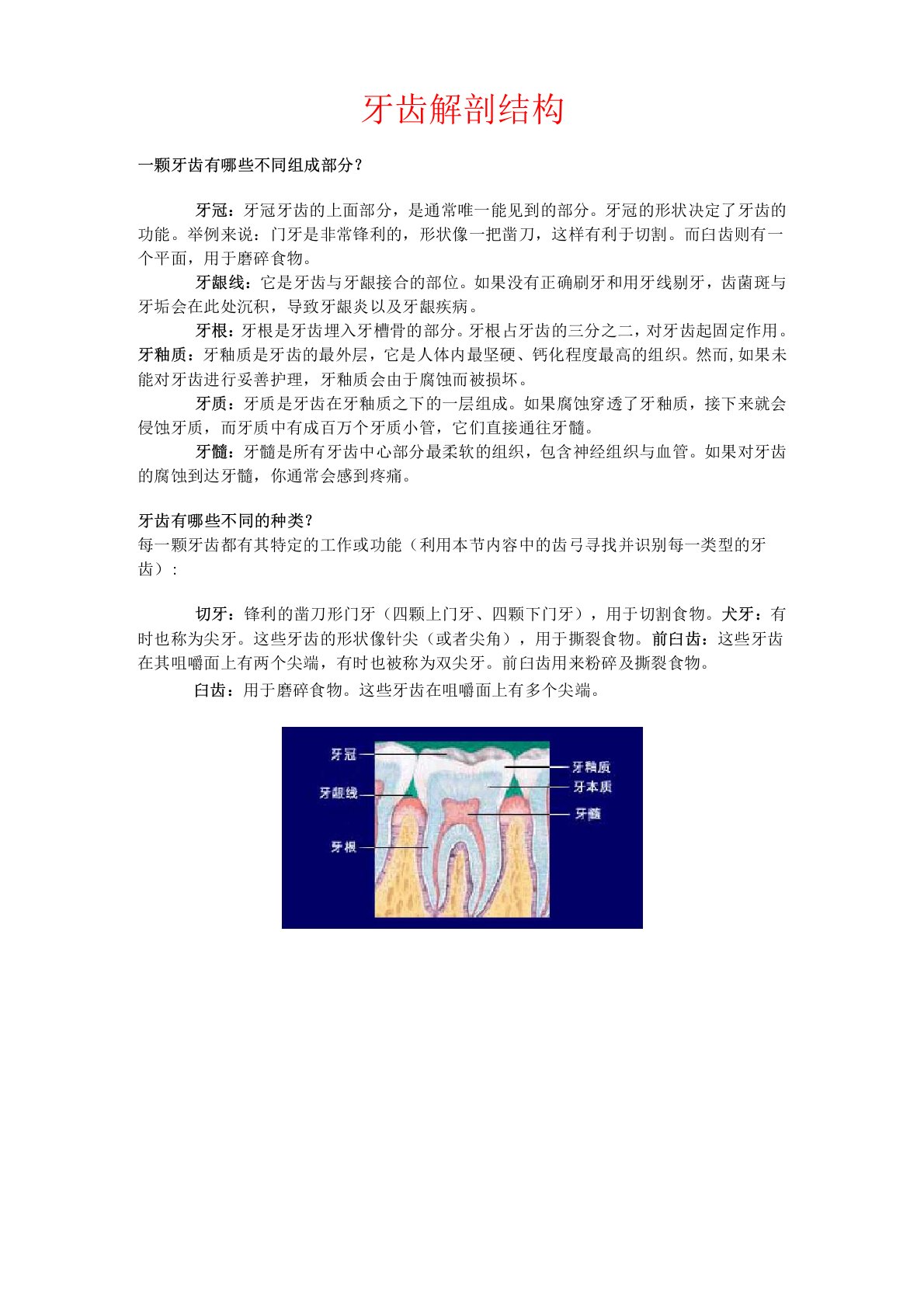 牙齿解剖结构