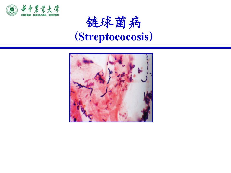 《兽医传染病学》课件：04链球菌病