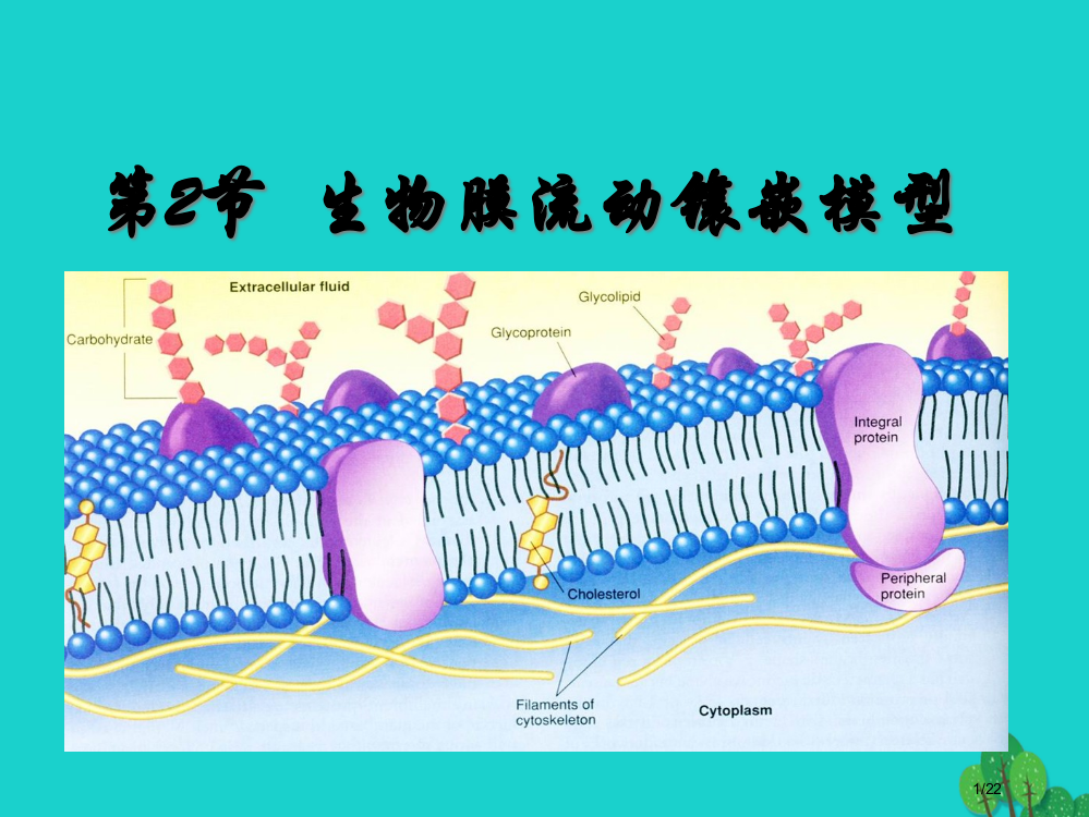 高一生物生物膜的流动镶嵌模型省公开课一等奖新名师优质课获奖PPT课件