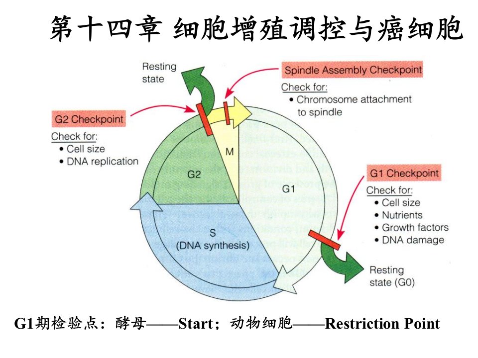 第十四章细胞增殖调控与癌细胞-PPT精品文档