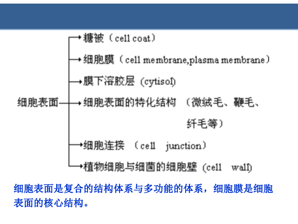 细胞质膜(翟中和第四版)专题培训课件