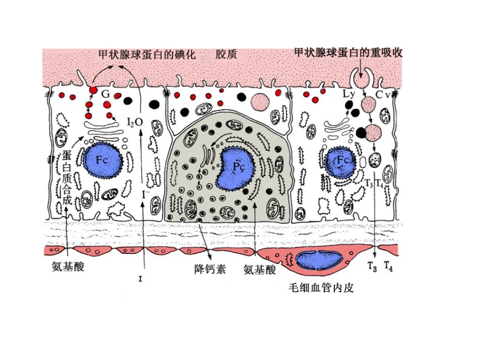 甲状腺激素合成、功能及调节