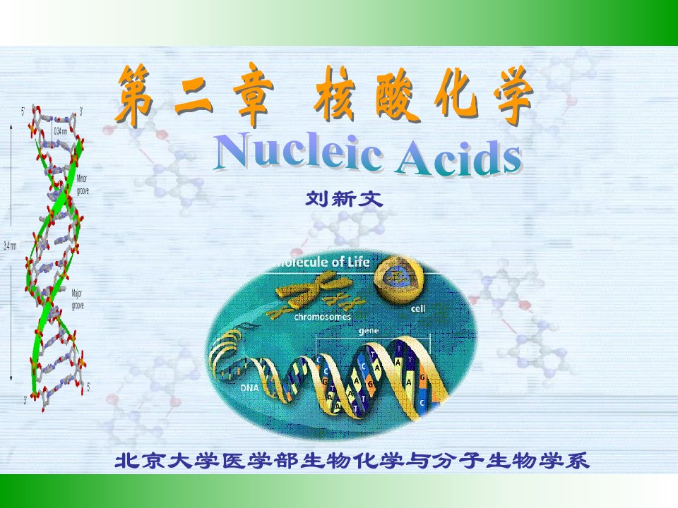 北大基础医学生物化学PPT课件第二章核酸化学