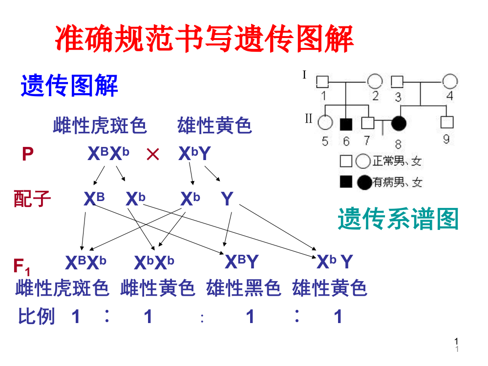 规范书写遗传图解ppt课件