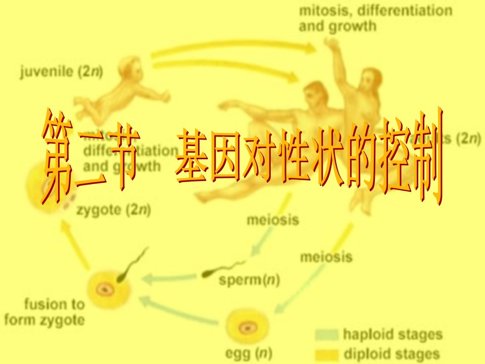 生物：4.2《基因对性状的控制》课件(新人教版必修2)1