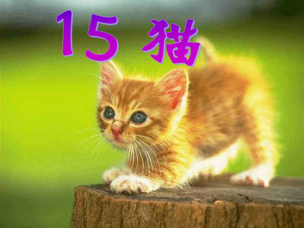 猫PPT课件21讲解