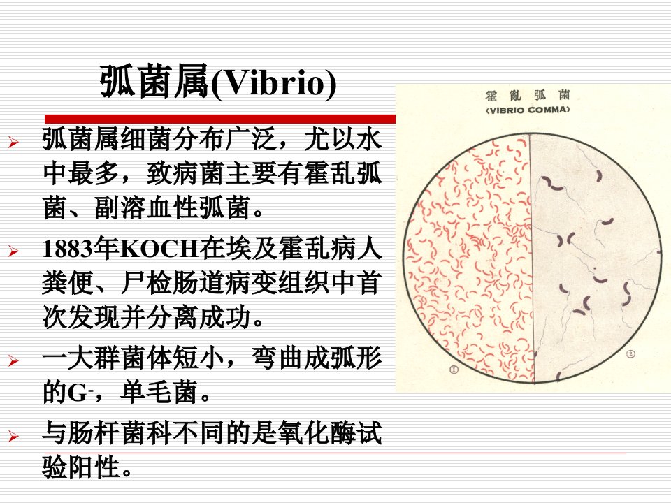 弧菌属培训资料