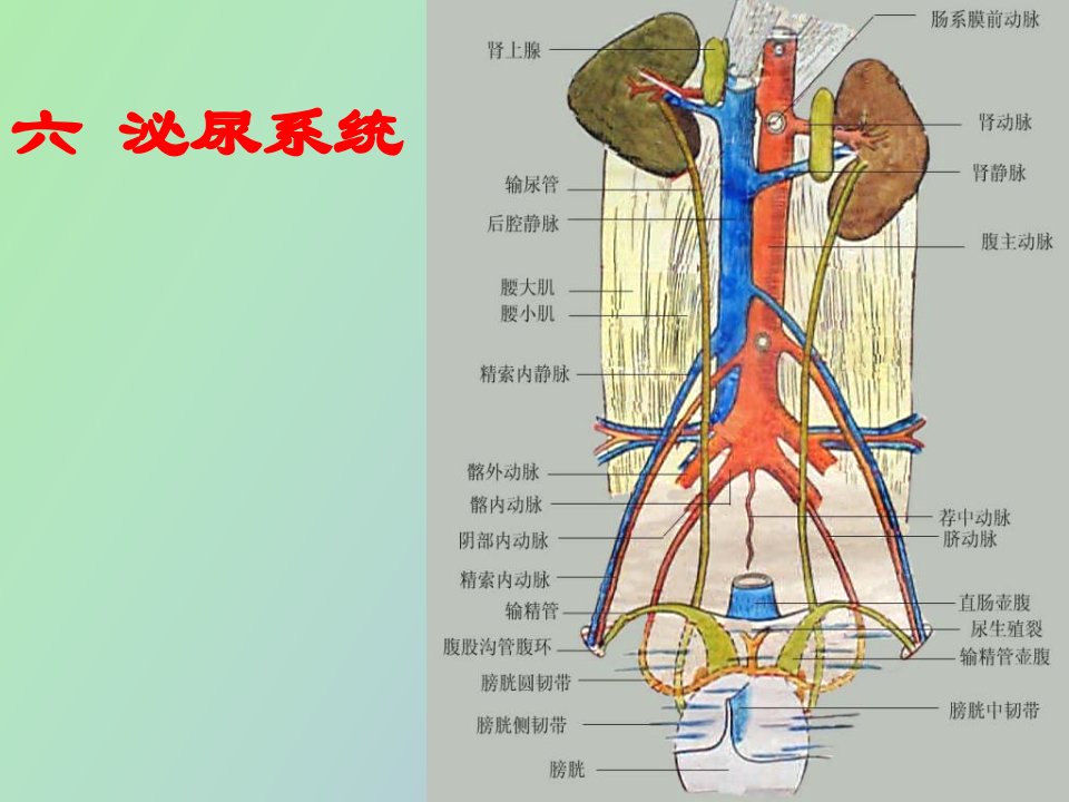 解剖生理课件泌尿系统