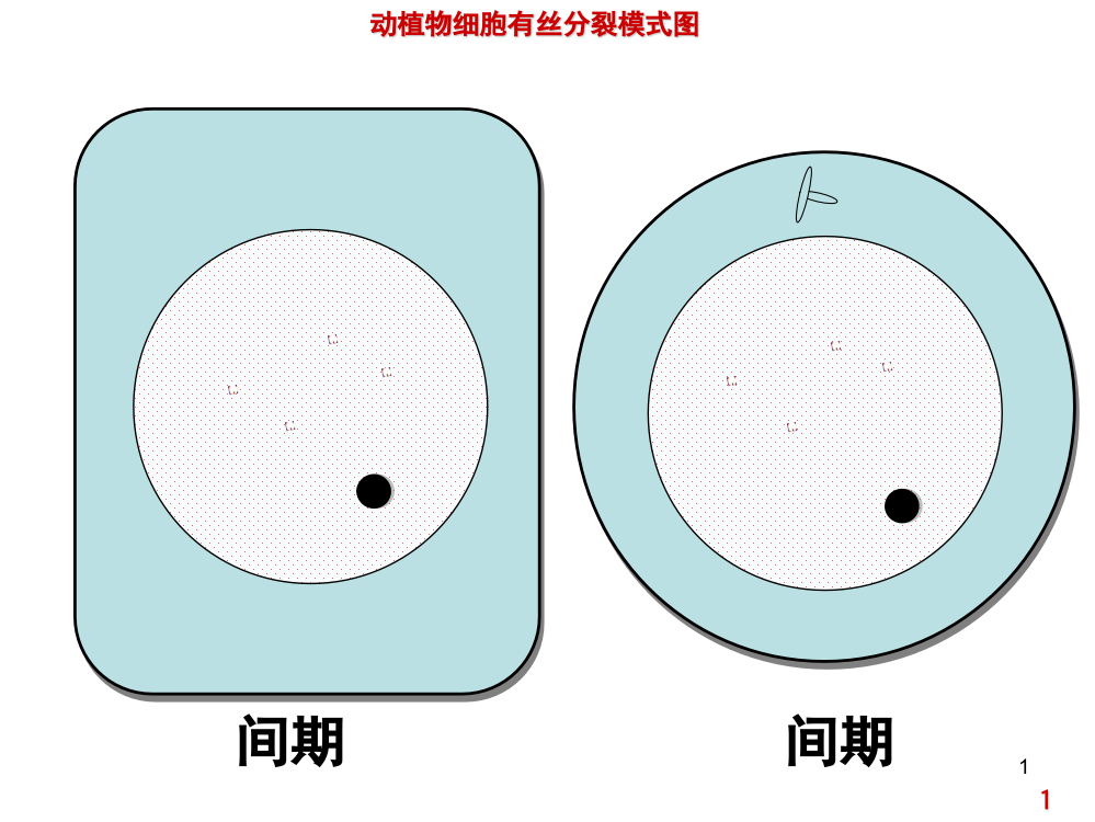 动植物细胞有丝分裂图(高一)(课堂PPT)