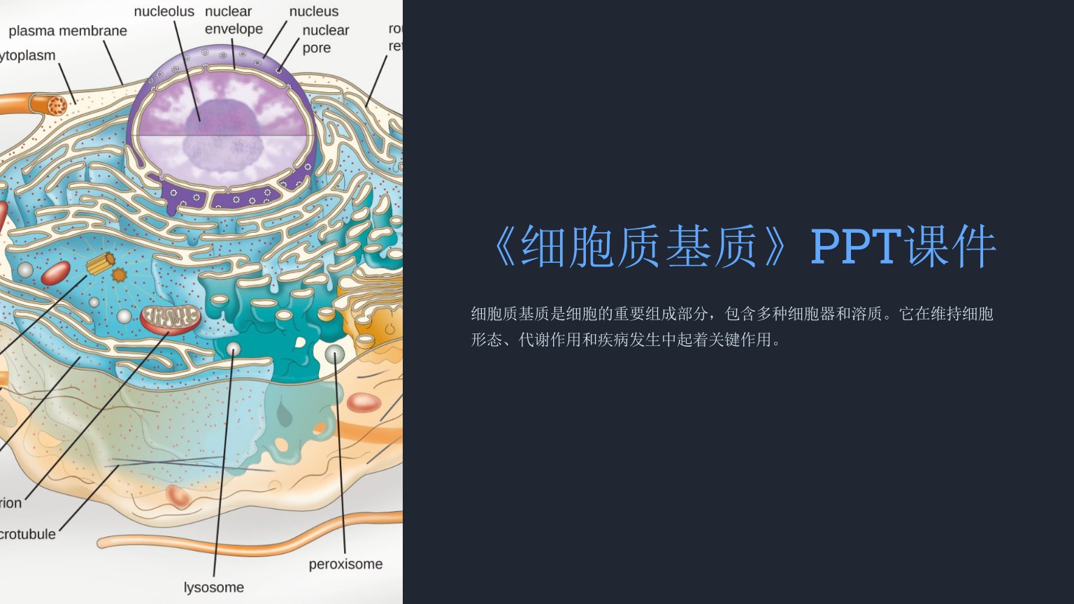 《细胞质基质》课件