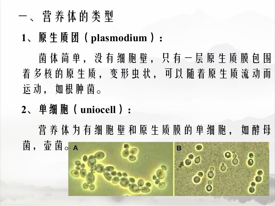 真菌的营养体教程