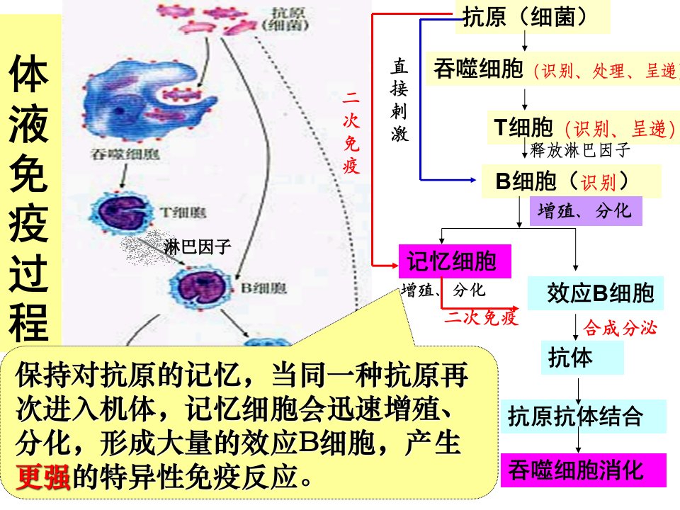 体液免疫与细胞免疫中图版