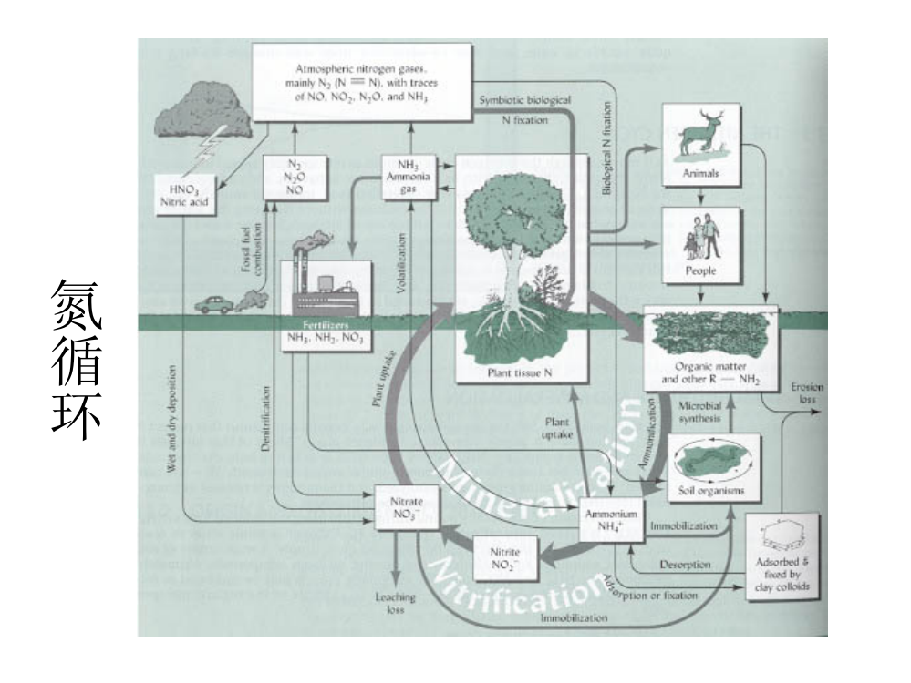 养分转化的生物学